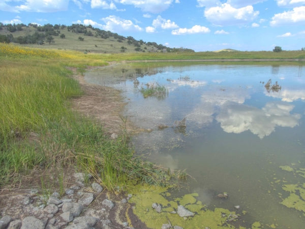 Springerville AZ Game and Fish Ponds | Arizona Dragonflies